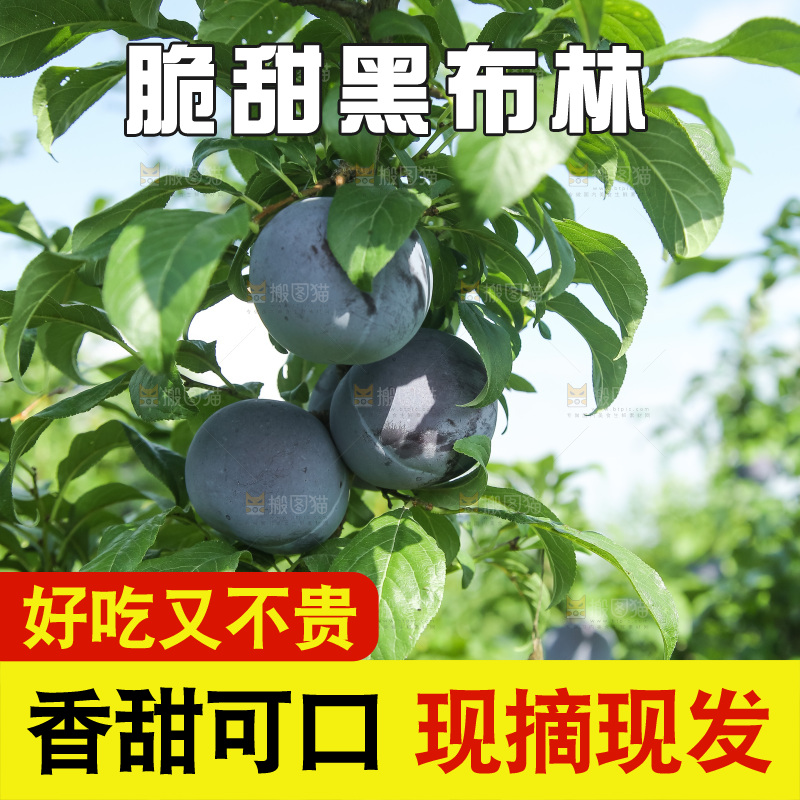 新鲜现摘黑布林