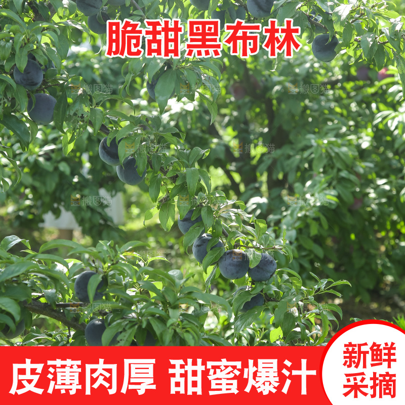 新鲜现摘黑布林