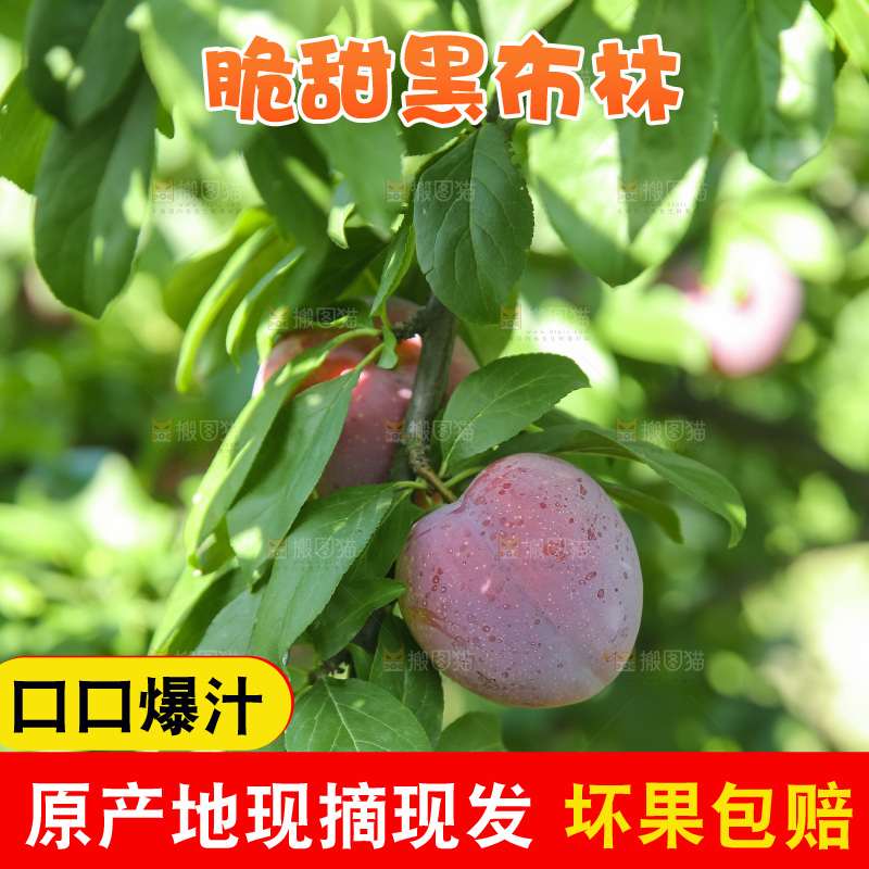 新鲜现摘黑布林