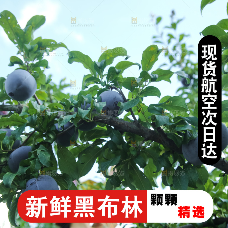 新鲜现摘黑布林