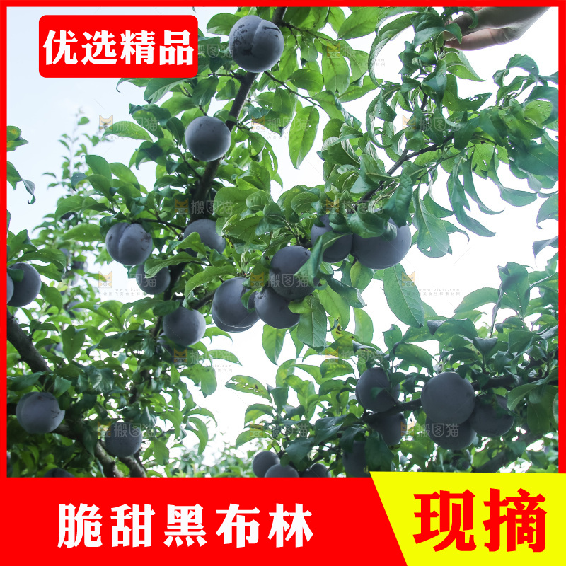 新鲜现摘黑布林