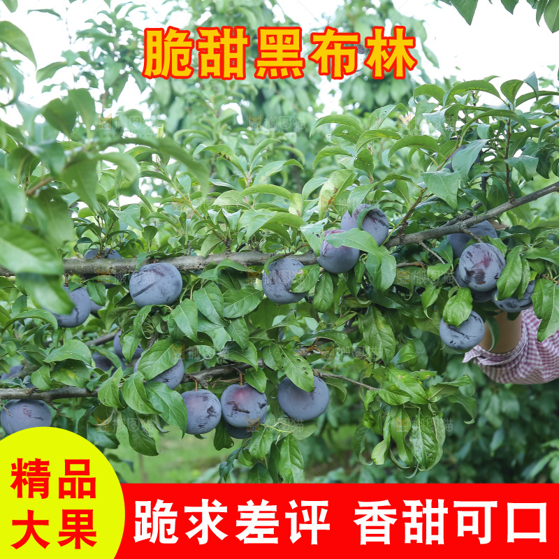 新鲜现摘黑布林