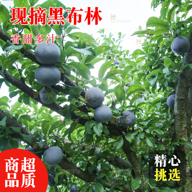 新鲜现摘黑布林