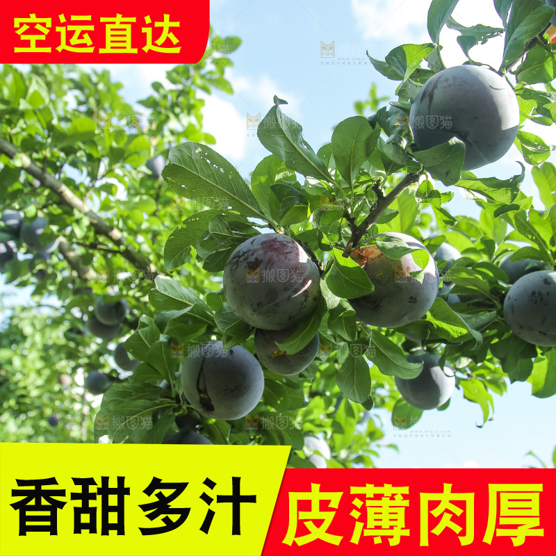 新鲜现摘黑布林