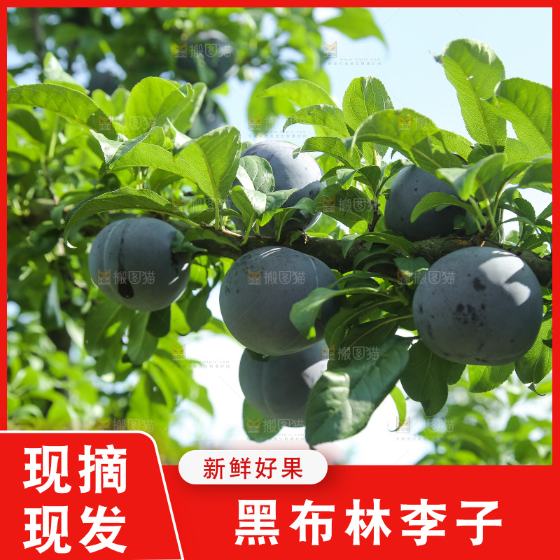 新鲜现摘黑布林