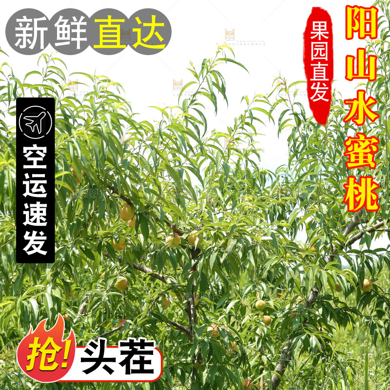 手里拿着现摘水蜜桃