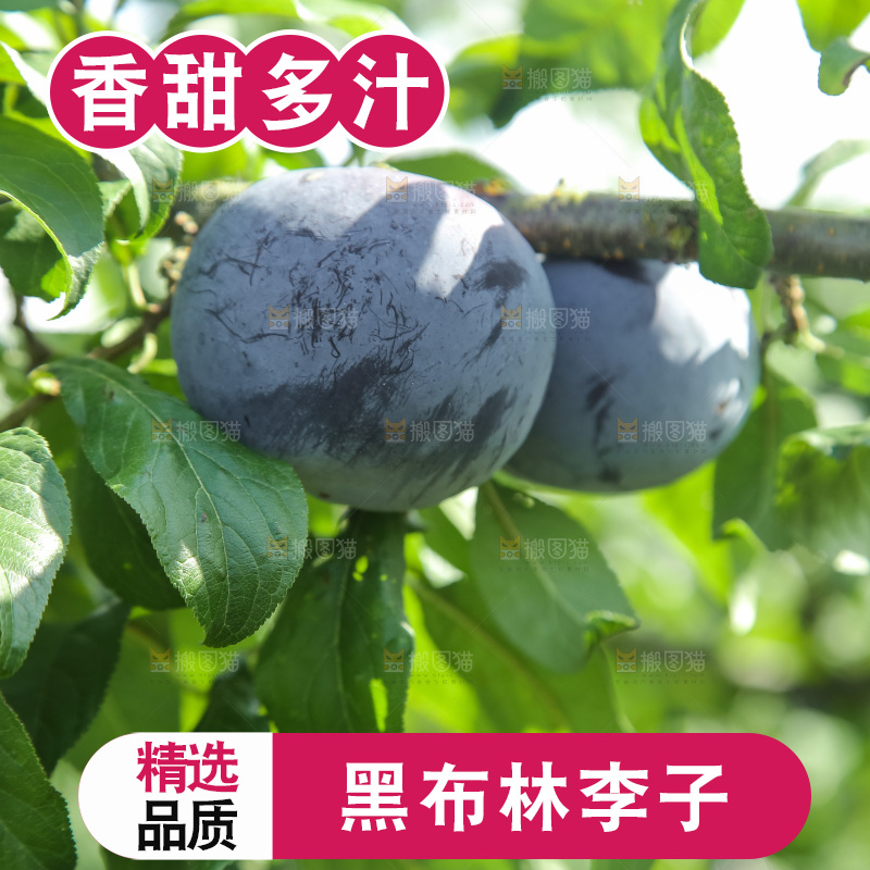 新鲜现摘黑布林