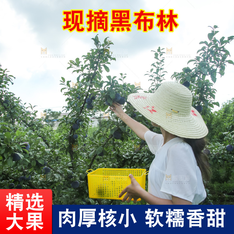 新鲜现摘黑布林