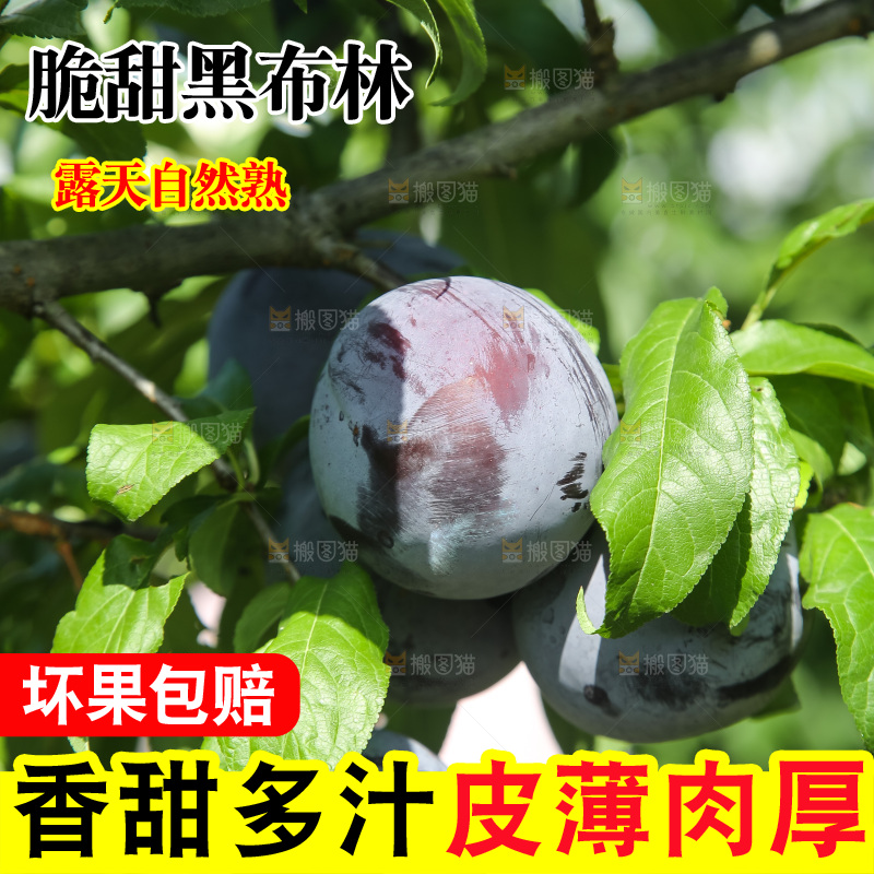 新鲜现摘黑布林