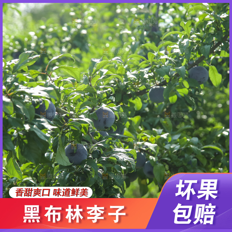新鲜现摘黑布林