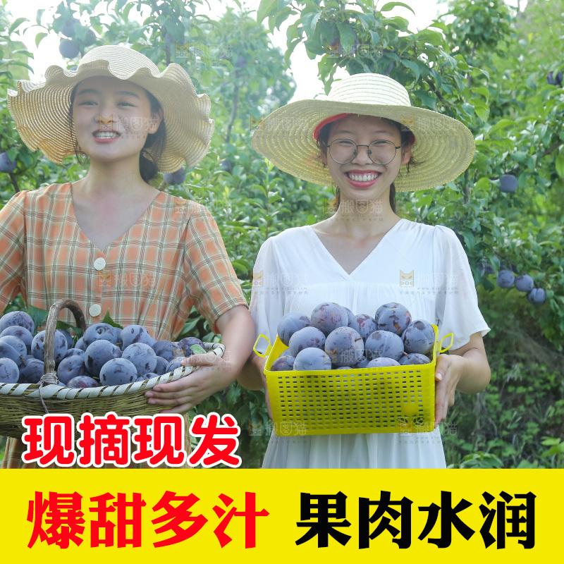 新鲜现摘黑布林