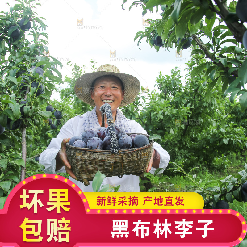 新鲜现摘黑布林