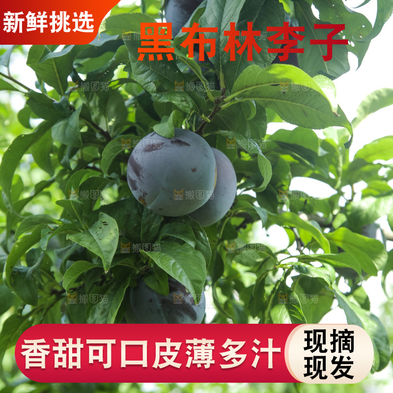 新鲜现摘黑布林