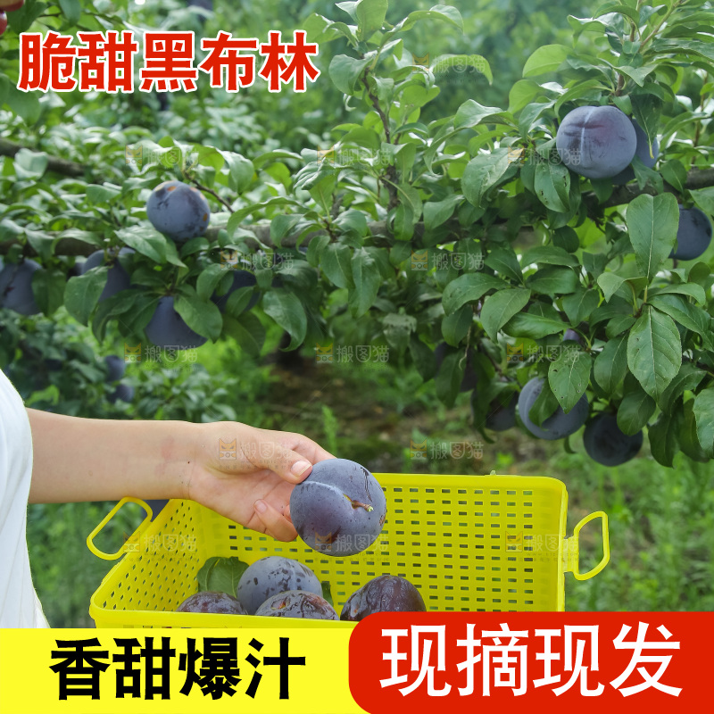 新鲜现摘黑布林