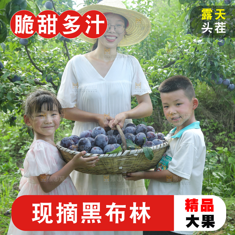 新鲜现摘黑布林