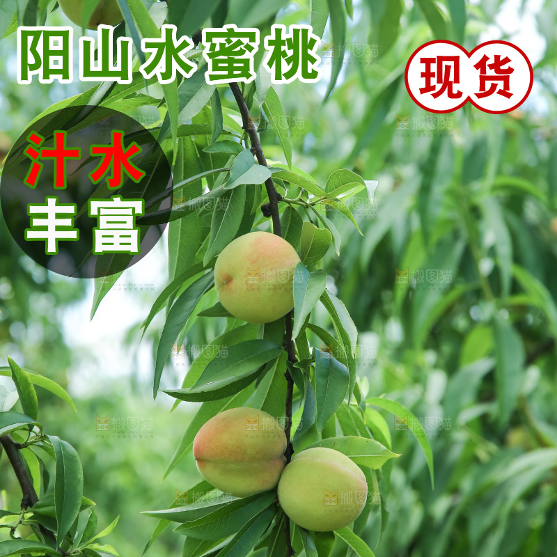 手里拿着现摘水蜜桃