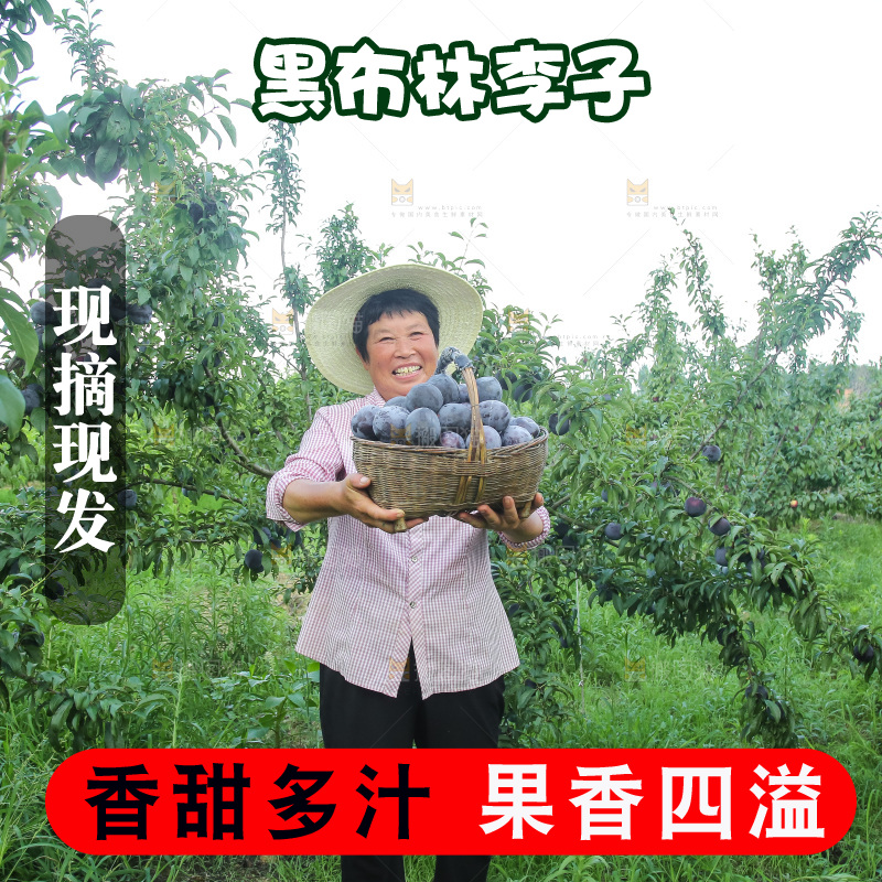 新鲜现摘黑布林