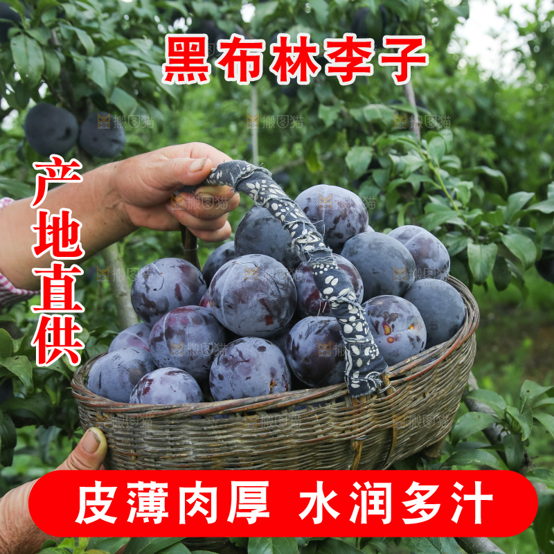新鲜现摘黑布林