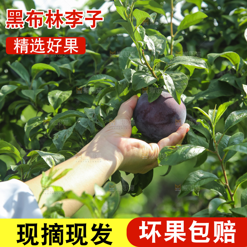 新鲜现摘黑布林