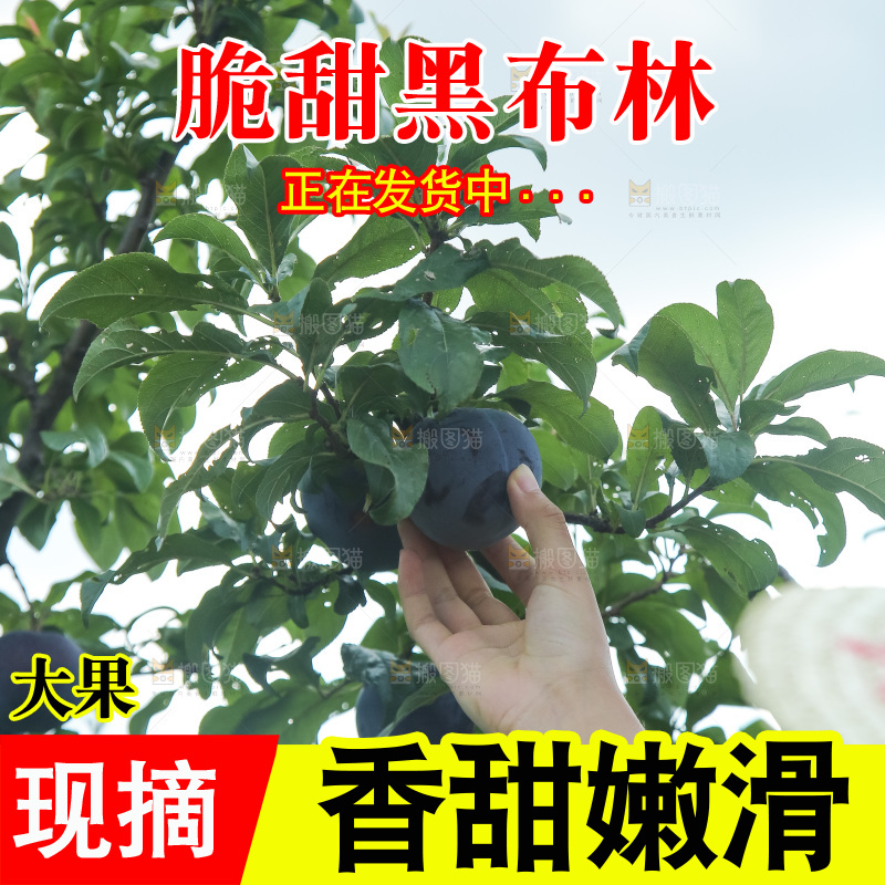 新鲜现摘黑布林