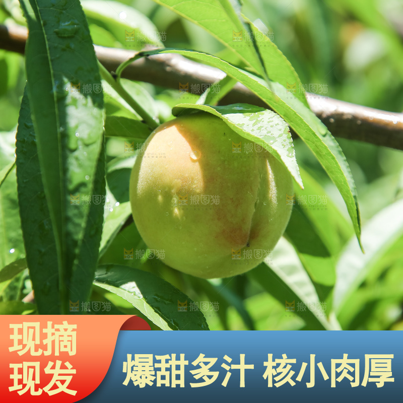 手里拿着现摘水蜜桃