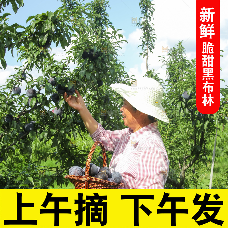 新鲜现摘黑布林