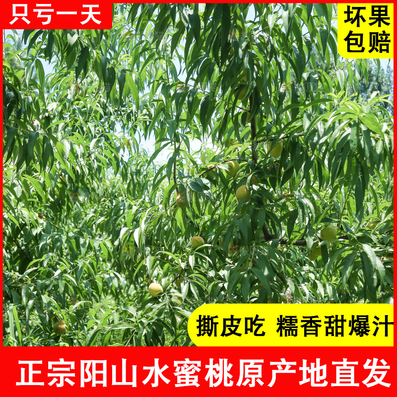 手里拿着现摘水蜜桃
