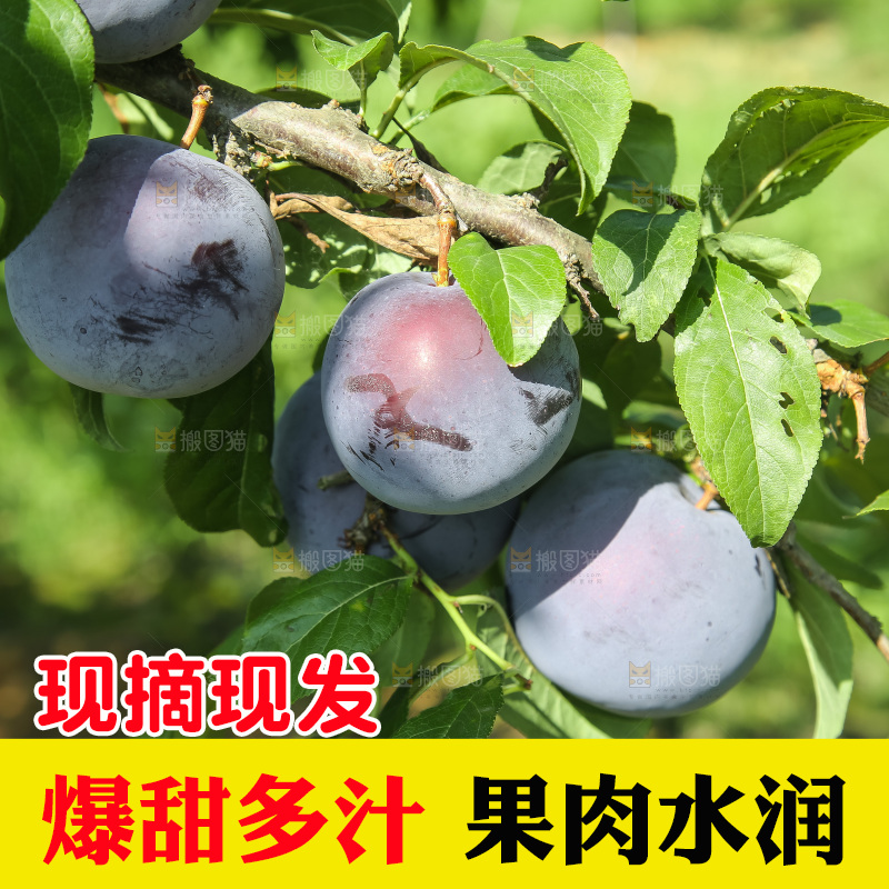 新鲜现摘黑布林