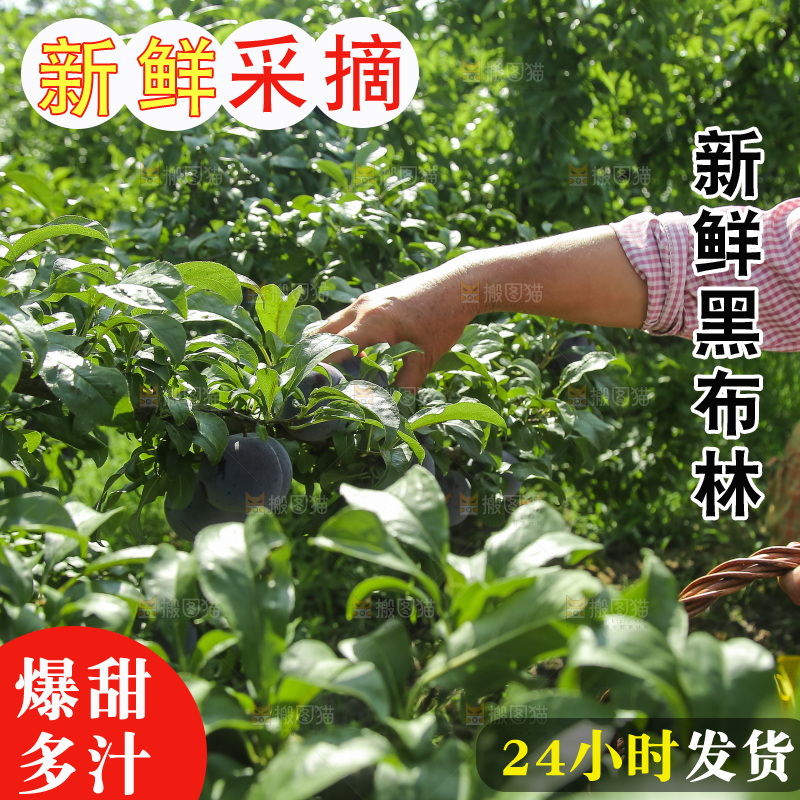 新鲜现摘黑布林
