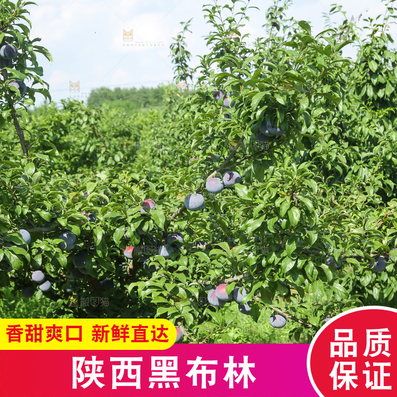 新鲜现摘黑布林