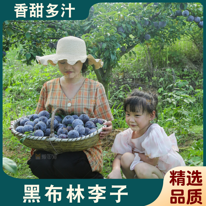 新鲜现摘黑布林