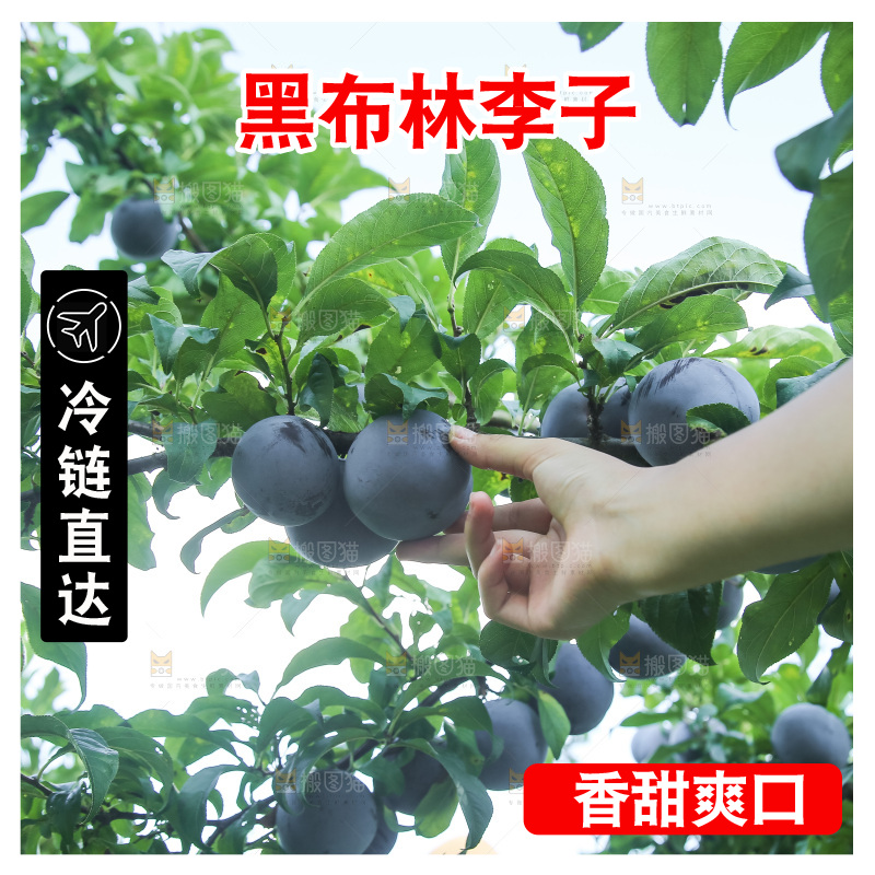 新鲜现摘黑布林