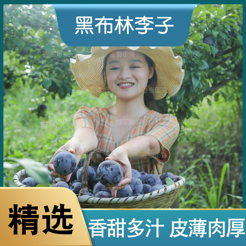 新鲜现摘黑布林