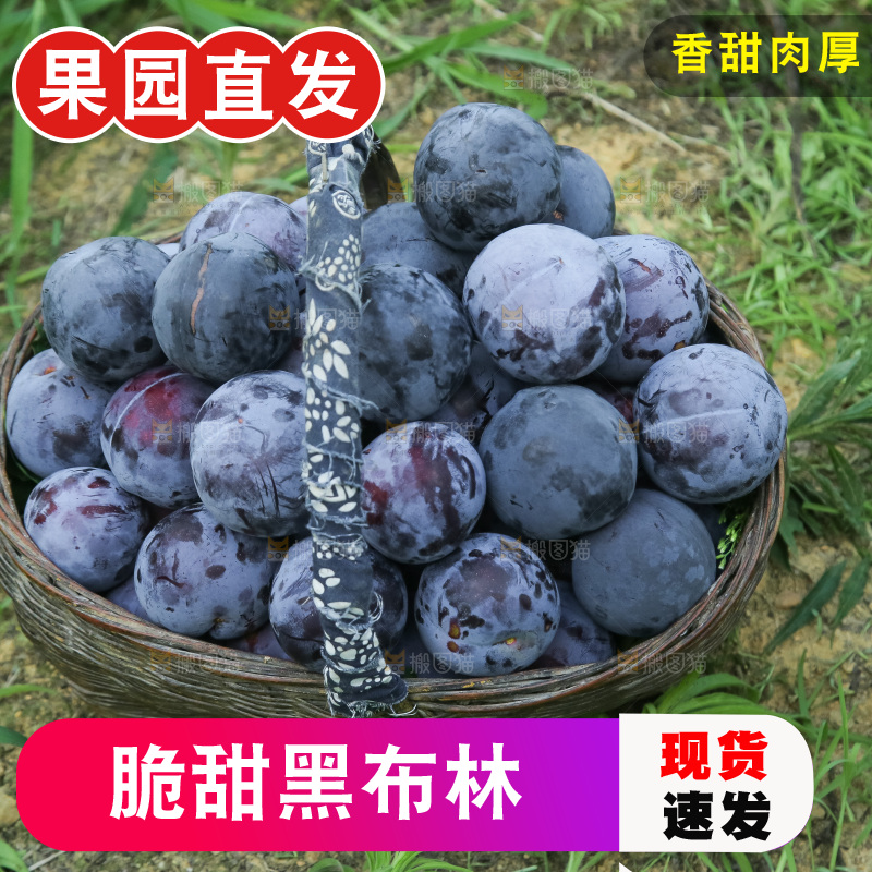 新鲜现摘黑布林
