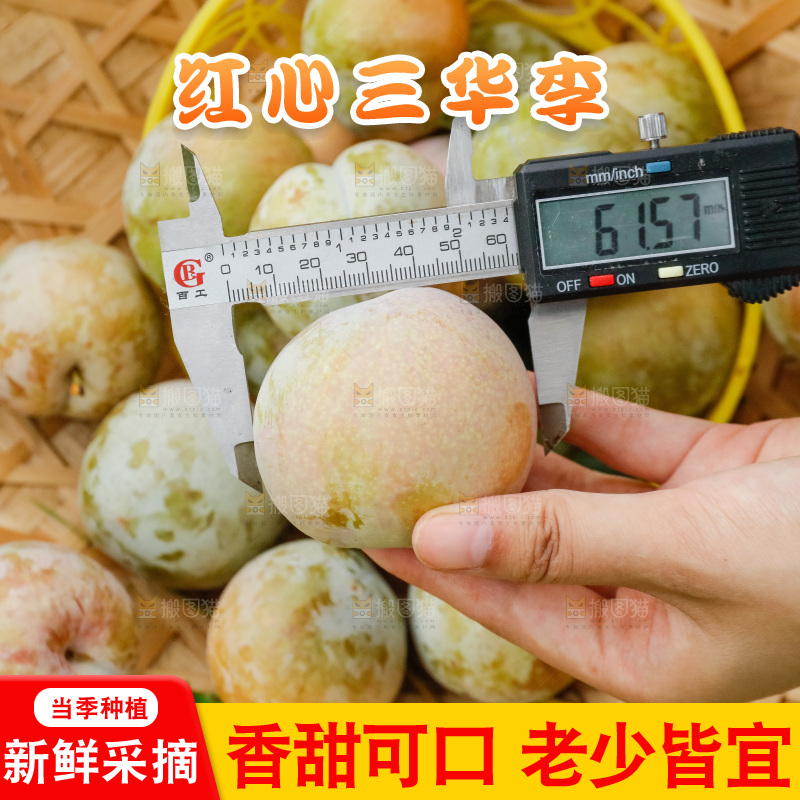 手里拿着红肉三华李