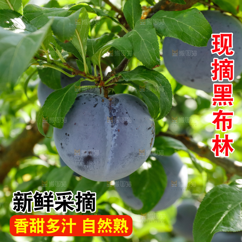 新鲜现摘黑布林