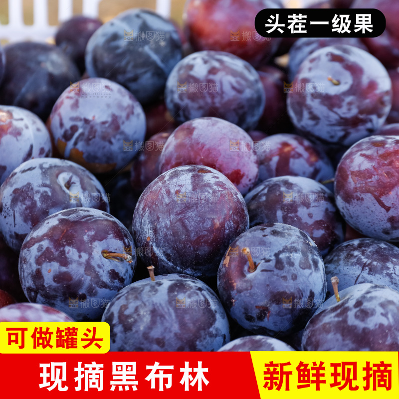 黑布李主图