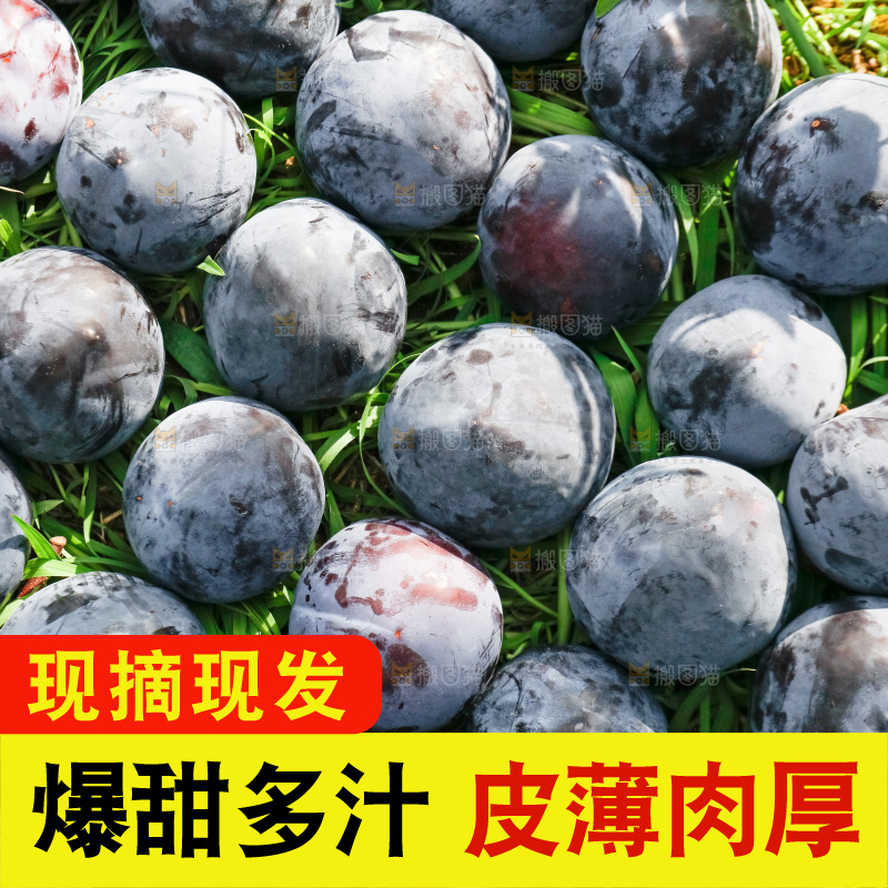 黑布李主图