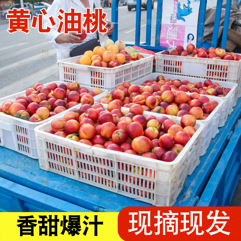现摘的新鲜黄心油桃