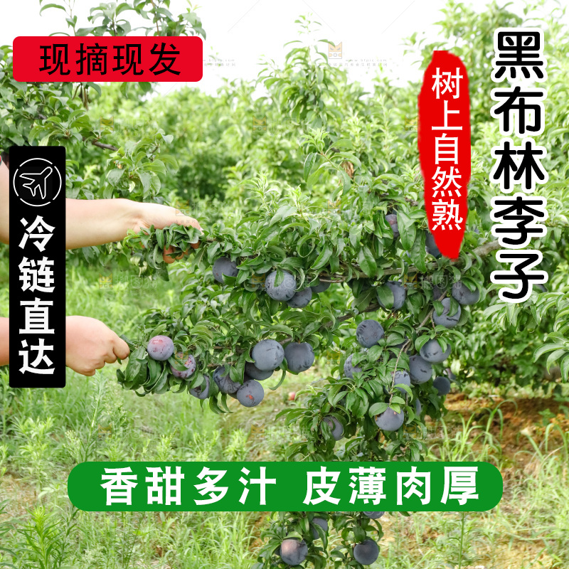 新鲜现摘黑布林