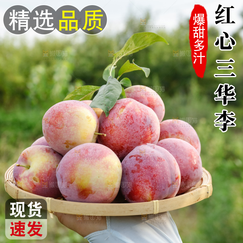 手里拿着红肉三华李