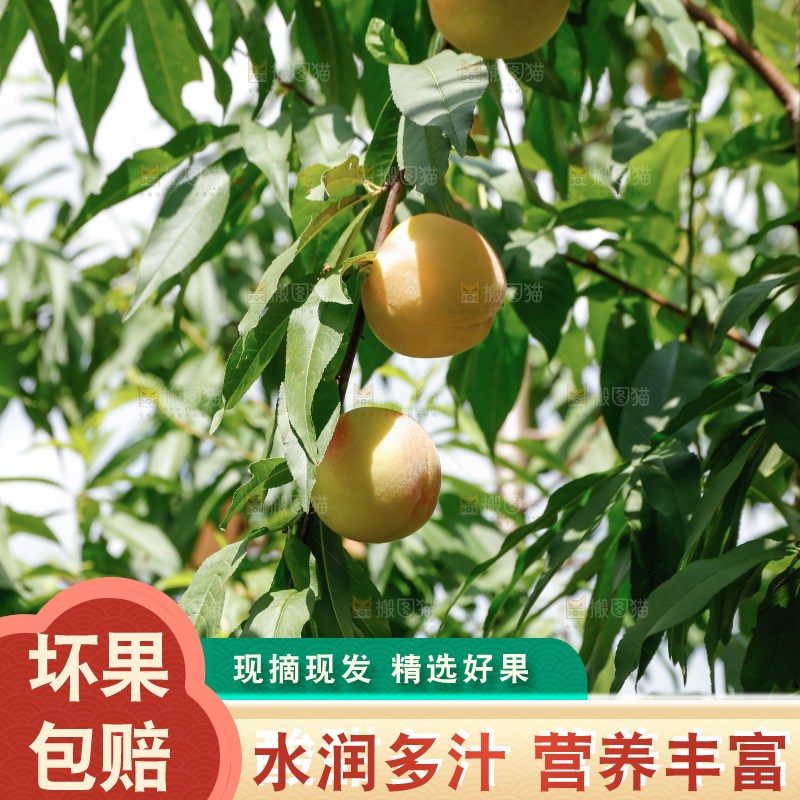 手里拿着现摘水蜜桃