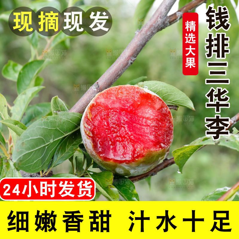 手里拿着红肉三华李