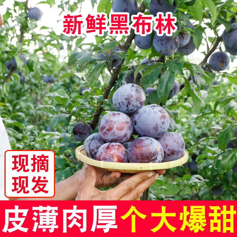 新鲜现摘黑布林