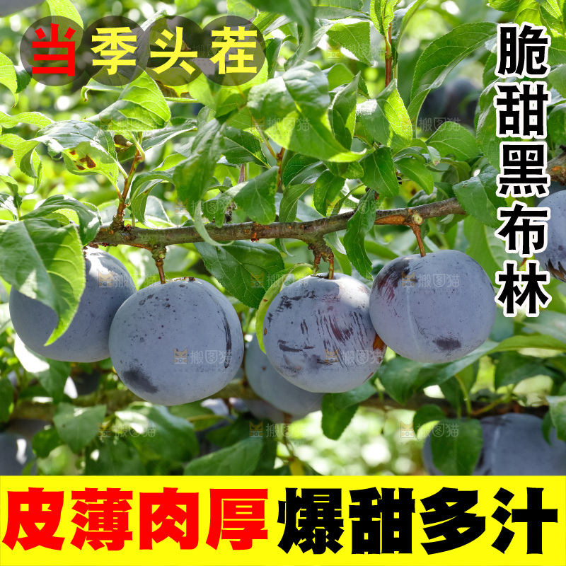 新鲜现摘黑布林