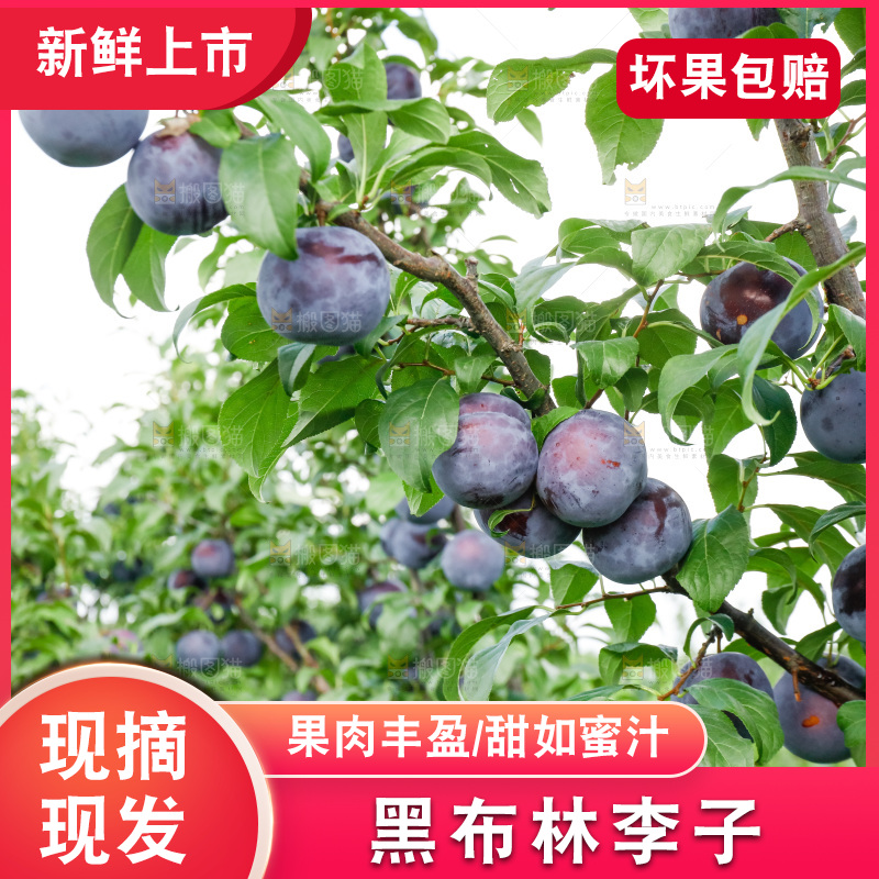 新鲜现摘黑布林