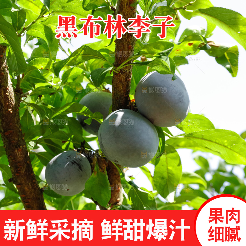 新鲜现摘黑布林