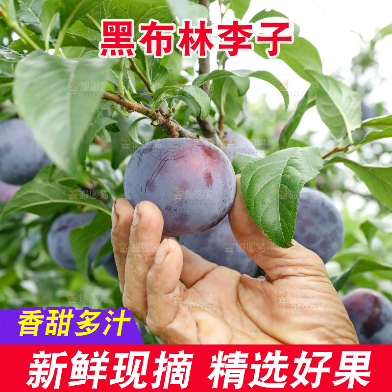 新鲜现摘黑布林