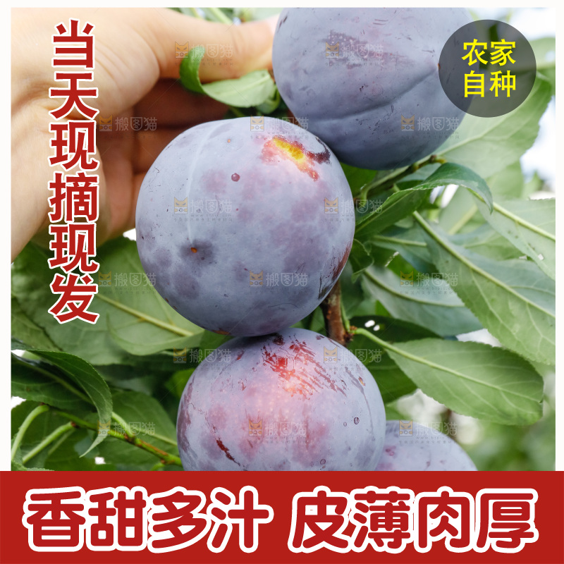 新鲜现摘黑布林