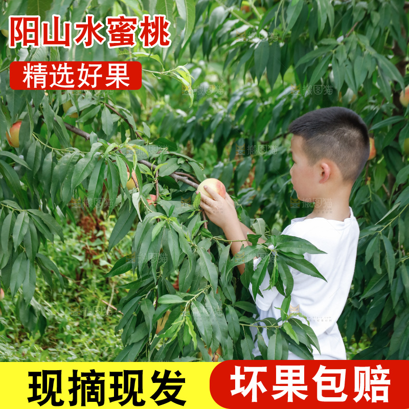 手里拿着现摘水蜜桃